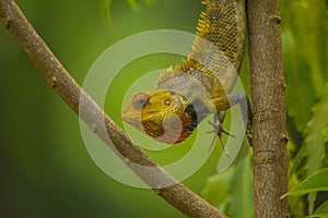 Chameleon close up shot