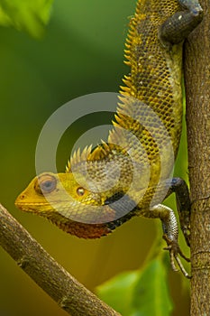 Chameleon close up shot