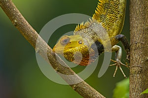 Chameleon close up shot