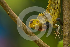 Chameleon close up shot