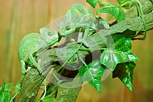 Chameleon