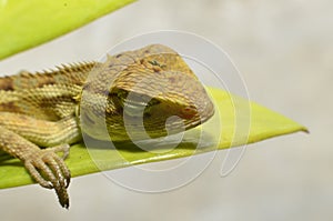 The chameleon is coarse and textured like a dark
