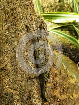 Chameleon on Coral tree 2