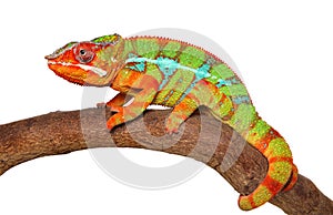 Chameleon crawling isolated on white background