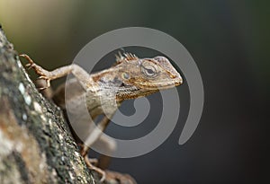 Chameleon crawling on the tree