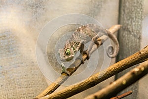 Chameleon creeps along the branch