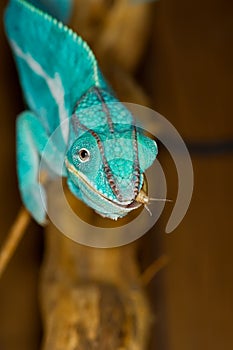 Chameleon with Cricket