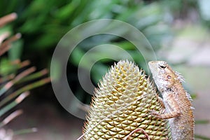 Chameleon on the Cycas palm.