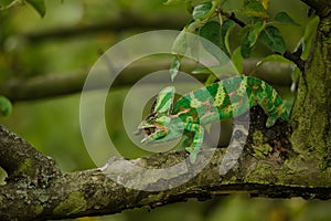 Chameleon eating home cricet in tree branch