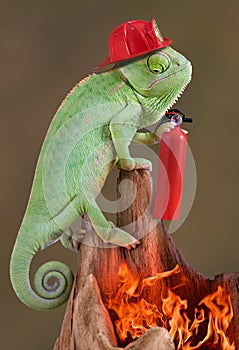 Chameleon firefighter