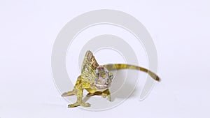 Chameleon Fischer Kinyongia fischeri isolated on white background