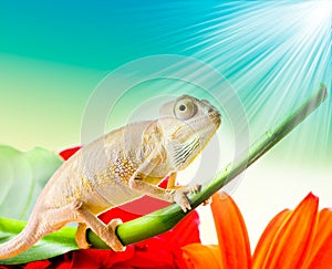 Chameleon on flower
