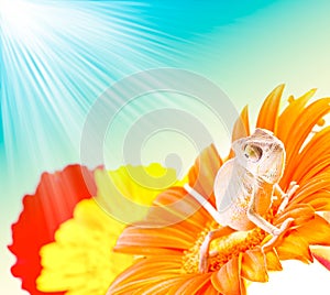 Chameleon on flower