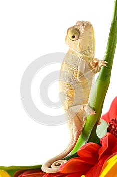 Chameleon on flower.