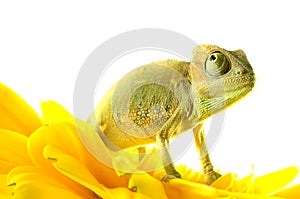 Chameleon on flower.