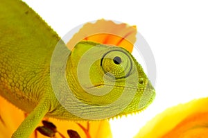 Chameleon on flower