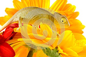 Chameleon on flower