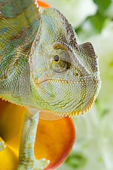 Chameleon on flower