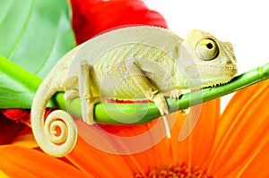 Chameleon on flower.