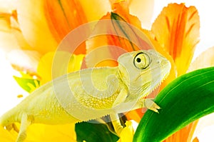 Chameleon on flower.