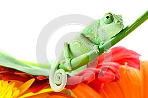 Chameleon on flower