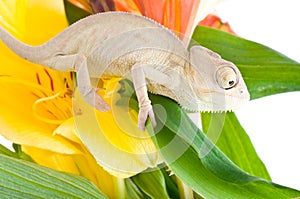 Chameleon on flower