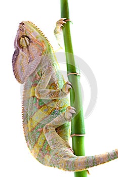 Chameleon on flower.