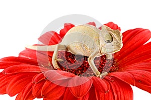 Chameleon on flower.