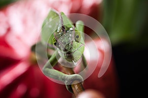 Chameleon and flower, bright vivid exotic climate