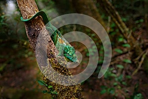 Chameleon in the forest habitat, wide angle lens. Parson\'s chameleon photo