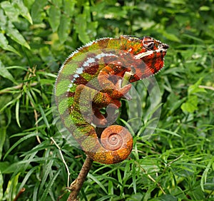 Chameleon - Furcifer Pardalis photo