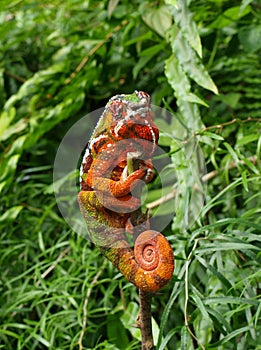 Chameleon - Furcifer Pardalis photo