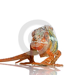 Chameleon Furcifer Pardalis