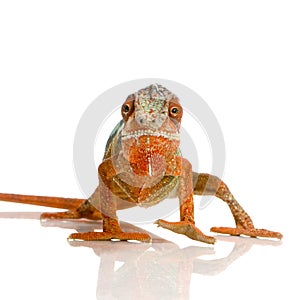 Chameleon Furcifer Pardalis photo