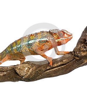 Chameleon Furcifer Pardalis