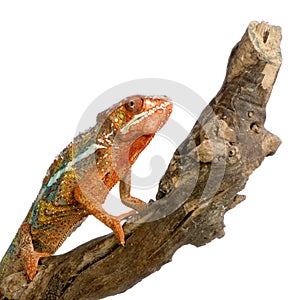 Chameleon Furcifer Pardalis