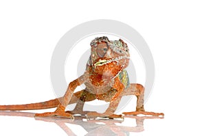 Chameleon Furcifer Pardalis photo