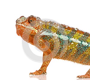 Chameleon Furcifer Pardalis