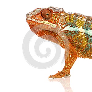 Chameleon Furcifer Pardalis