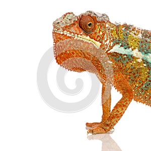 Chameleon Furcifer Pardalis