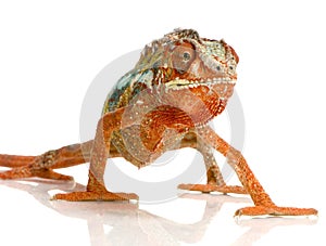 Chameleon Furcifer Pardalis