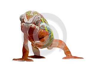 Chameleon Furcifer Pardalis - Ambilobe (18 months)