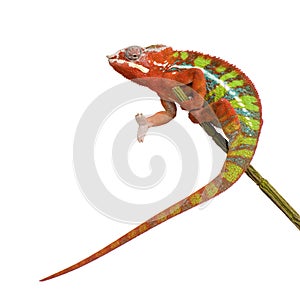 Chameleon Furcifer Pardalis - Ambilobe (18 months) photo