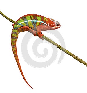 Chameleon Furcifer Pardalis - Ambilobe (18 months)