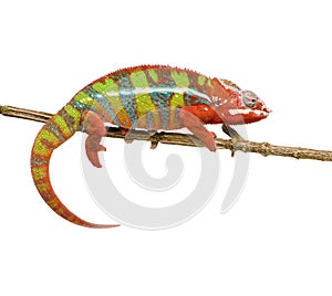 Chameleon Furcifer Pardalis - Ambilobe (18 months)