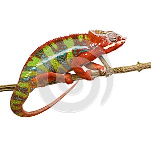 Chameleon Furcifer Pardalis - Ambilobe (18 months) photo