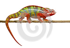 Chameleon Furcifer Pardalis - Ambilobe (18 months)