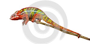 Chameleon Furcifer Pardalis - Ambilobe (18 months)