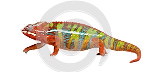 Chameleon Furcifer Pardalis - Ambilobe (18 months)