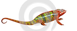 Chameleon Furcifer Pardalis - Ambilobe (18 months) photo